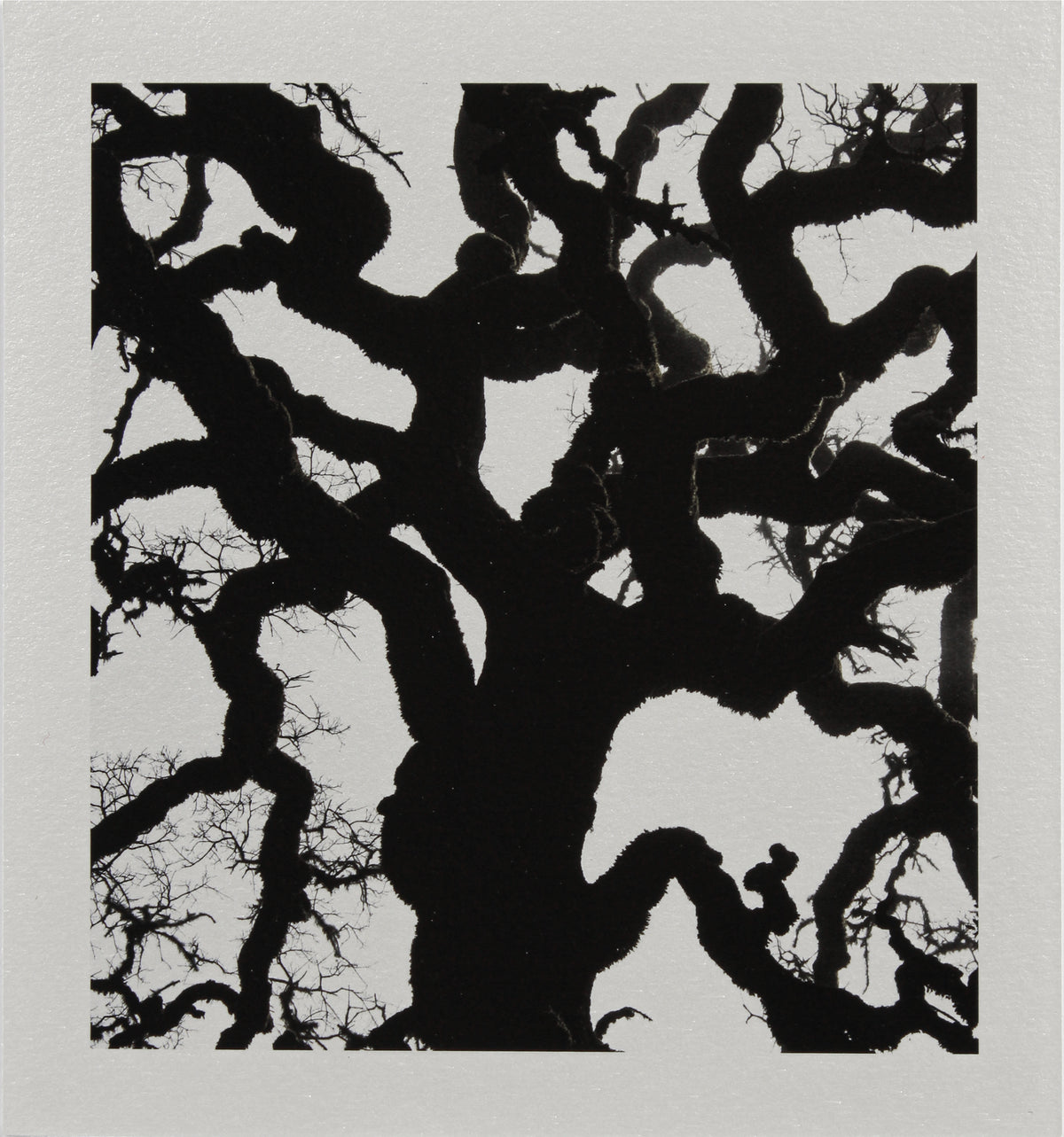 <i>Blue Oak</i> <br>Mendocino, California <br><br>GC0453