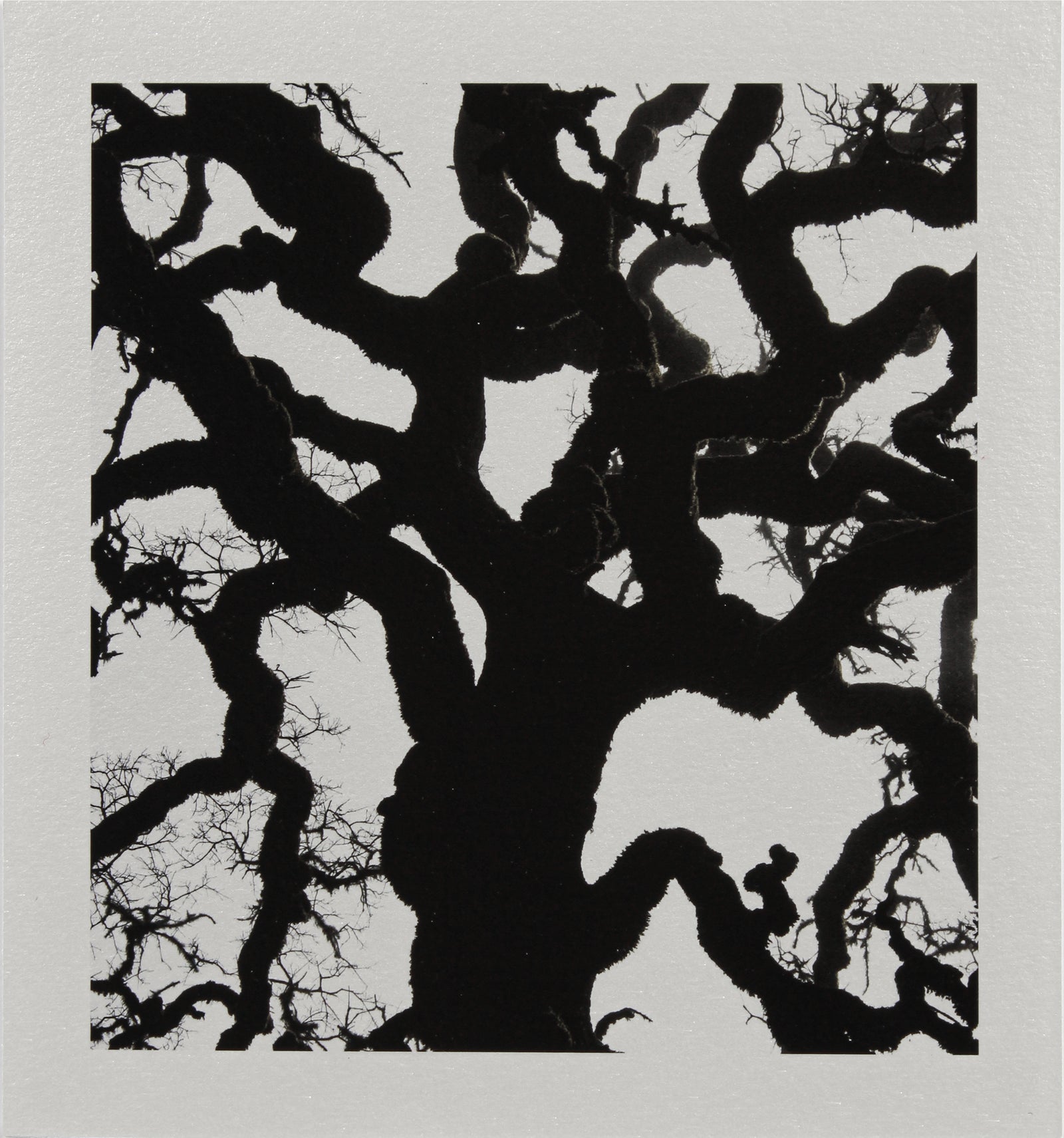 <i>Blue Oak</i> <br>Mendocino, California <br><br>GC0453