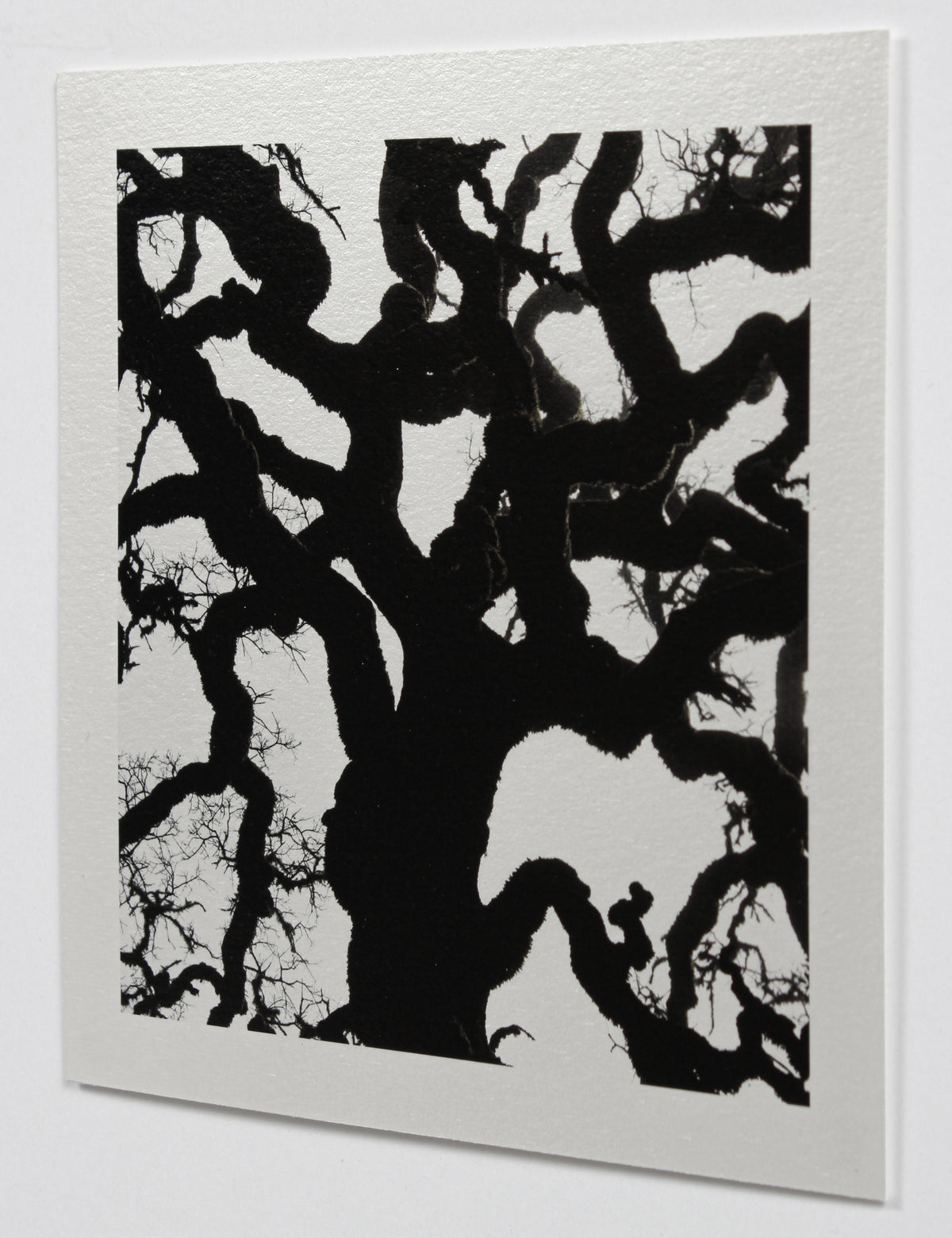 <i>Blue Oak</i> <br>Mendocino, California <br><br>GC0453