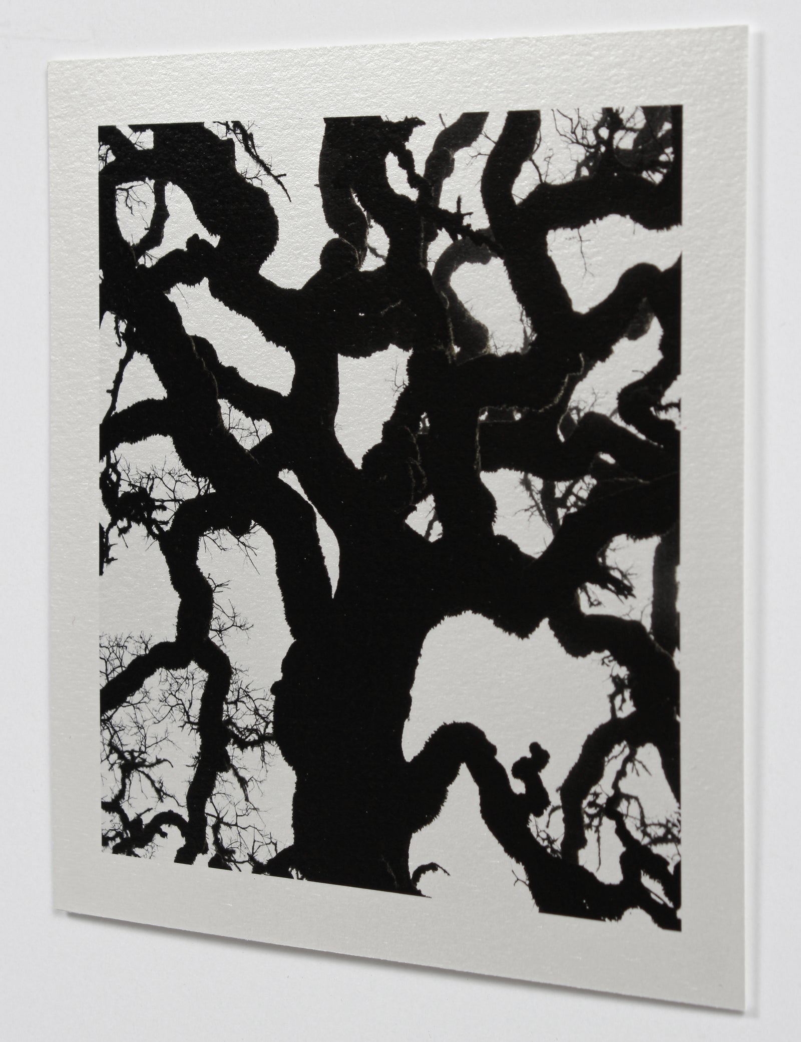 <i>Blue Oak</i> <br>Mendocino, California <br><br>GC0453