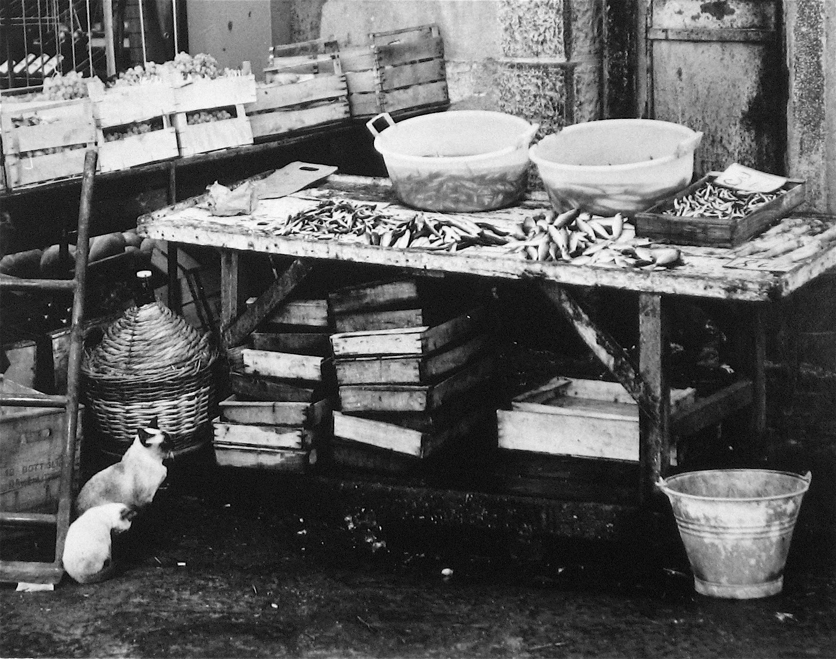 Market Table with Siamese Two Cats<br>1960s Photograph<br><br>#12095