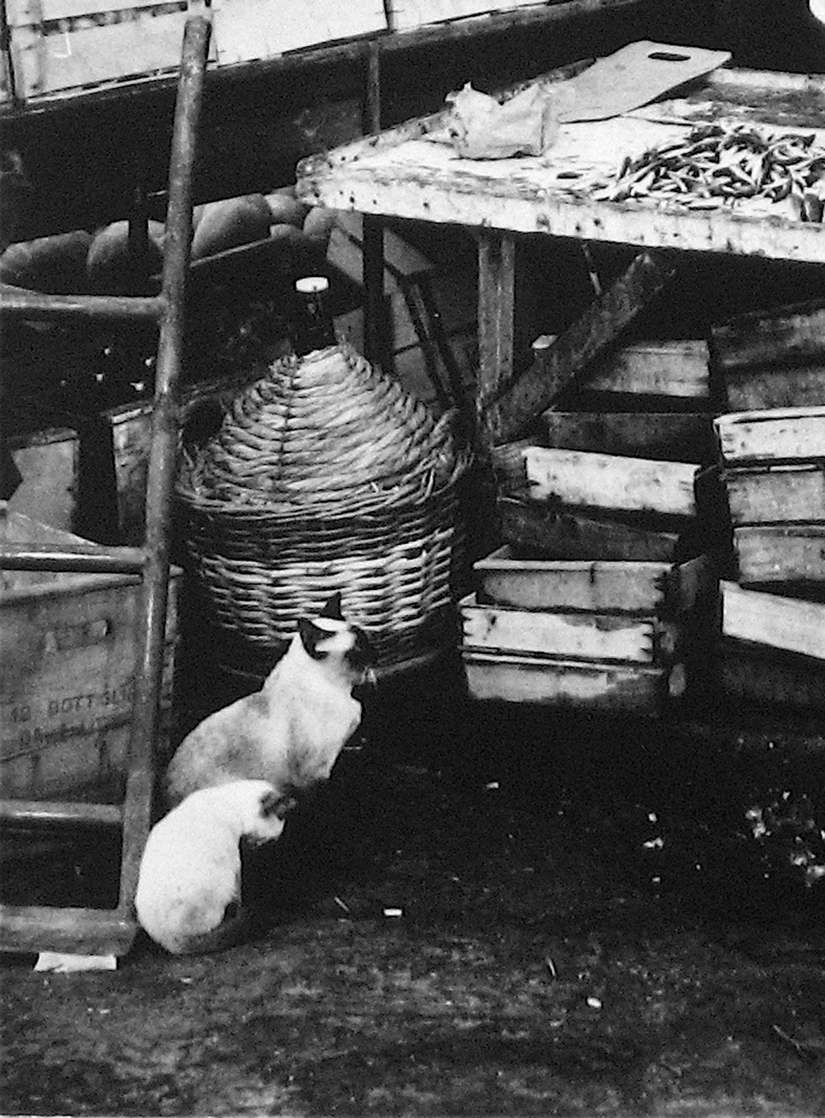 Market Table with Siamese Two Cats<br>1960s Photograph<br><br>#12095