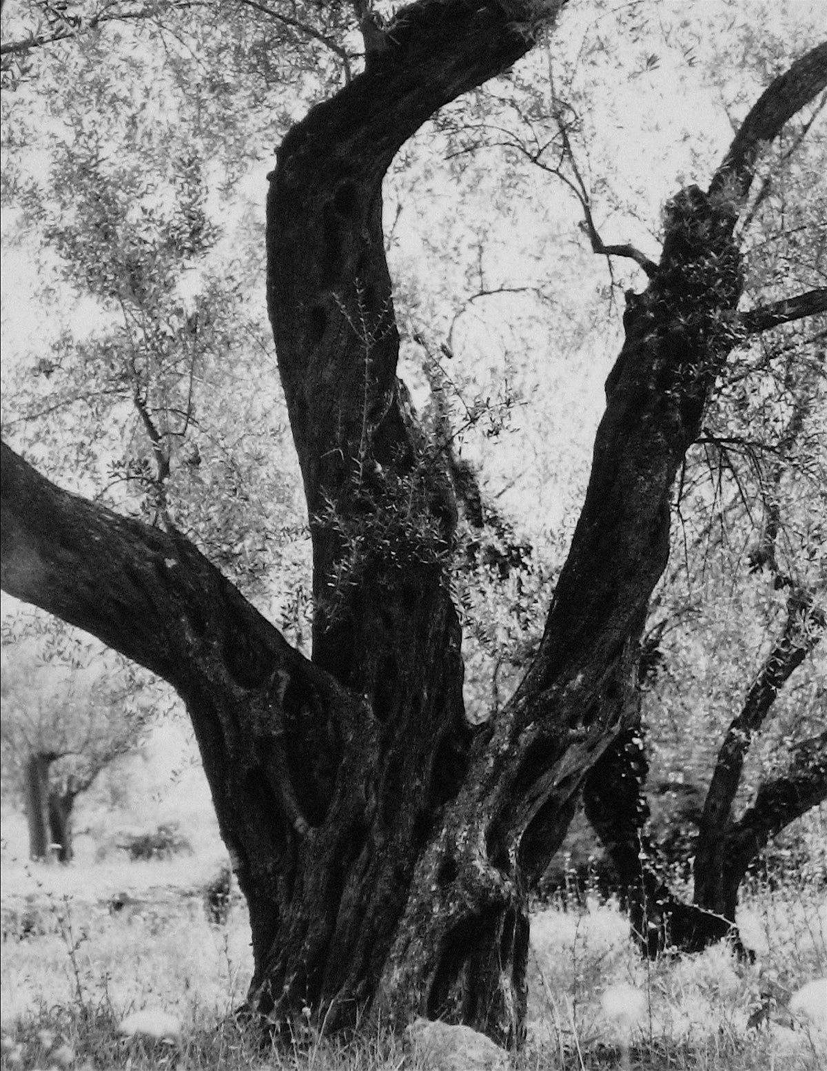Tree in Rome &lt;br&gt;1960s Photograph &lt;br&gt;&lt;br&gt;#12120