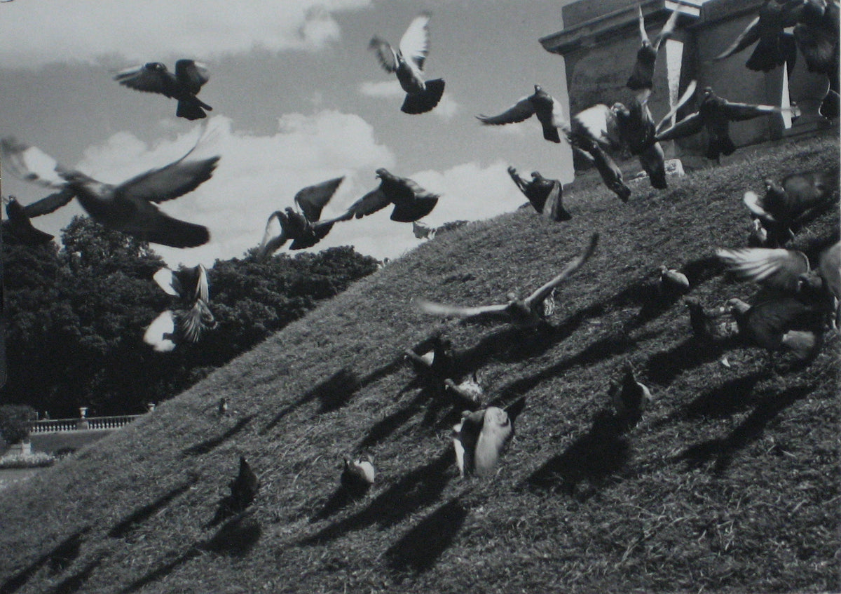 Birds in Flight&lt;br&gt;1960s Photograph&lt;br&gt;&lt;br&gt;#12224