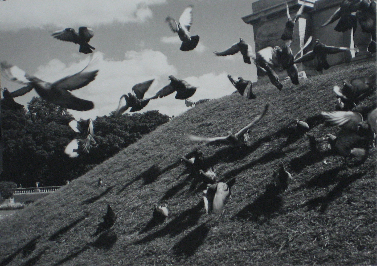 Birds in Flight<br>1960s Photograph<br><br>#12224