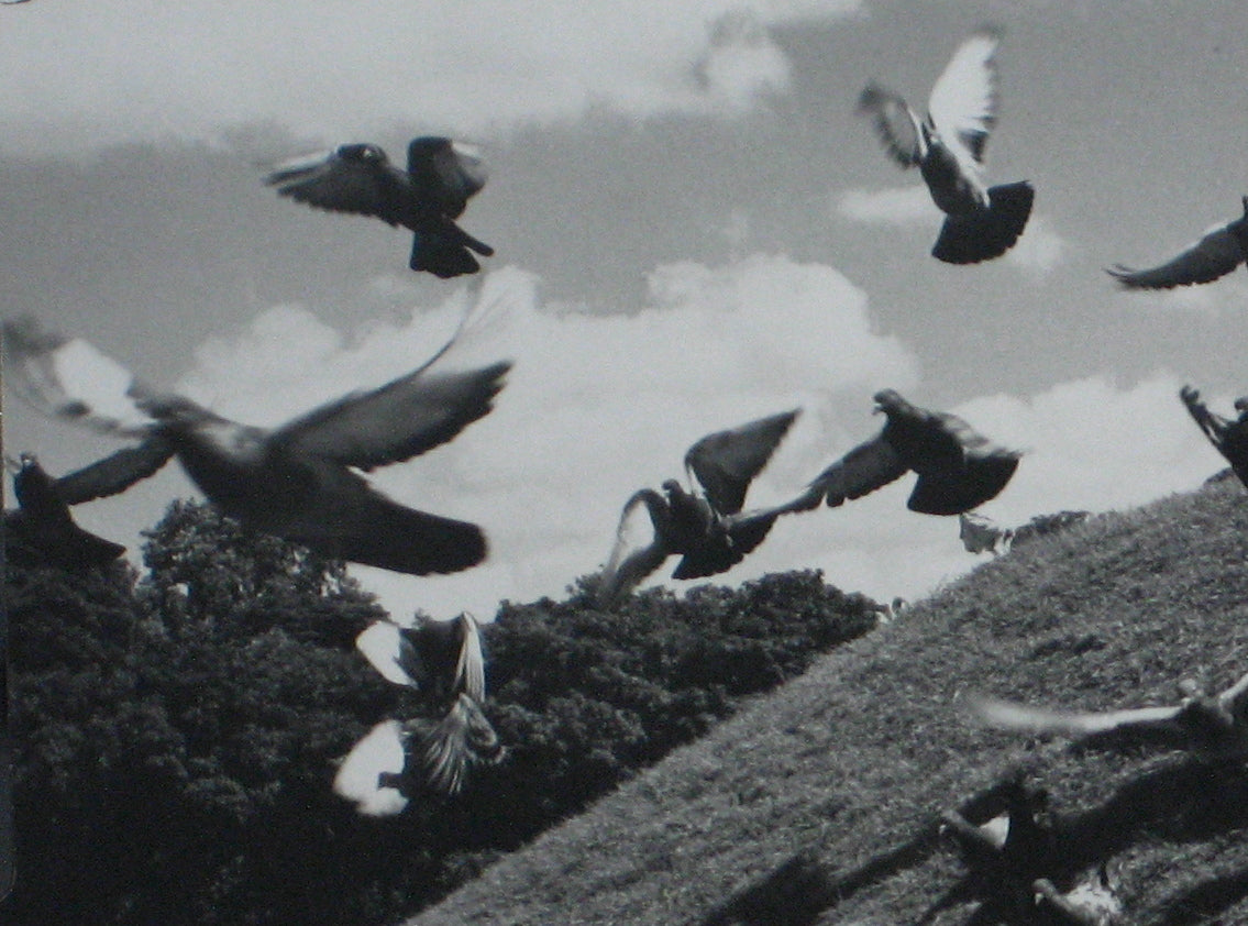 Birds in Flight<br>1960s Photograph<br><br>#12224
