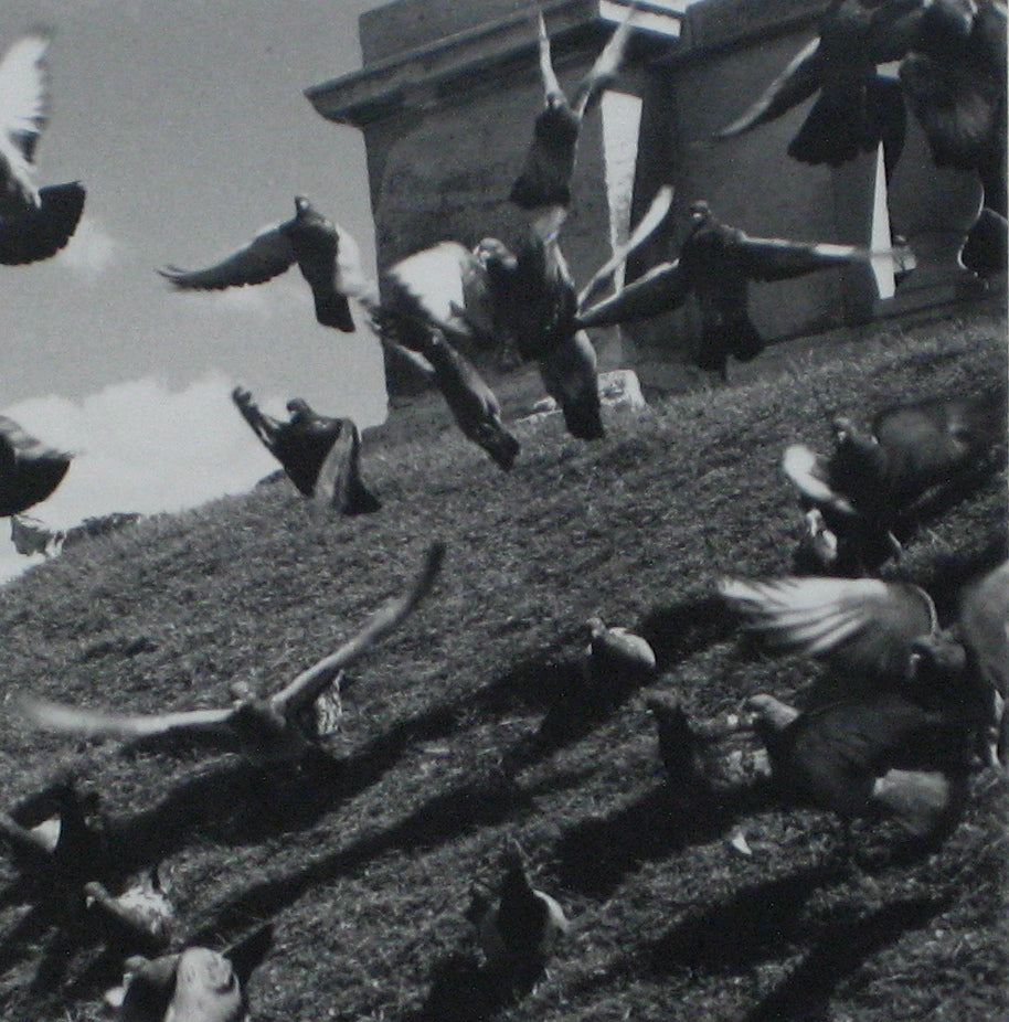 Birds in Flight<br>1960s Photograph<br><br>#12224