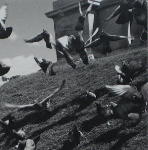 Birds in Flight<br>1960s Photograph<br><br>#12224