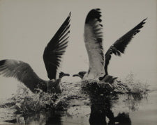 Birds on the Water <br>1971 Photograph <br><br>#7066