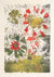 Red and Green Petals<br>1963 Monotype<br><br>#71311