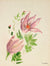 Mid Century Floral Study<br>Watercolor on Paper<br><br>#82245