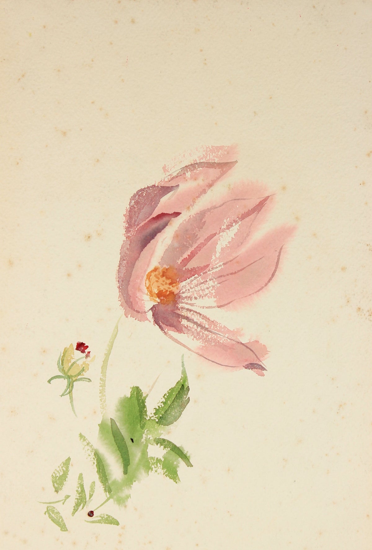 Watercolor Floral Study&lt;br&gt;Mid Century&lt;br&gt;&lt;br&gt;#82250