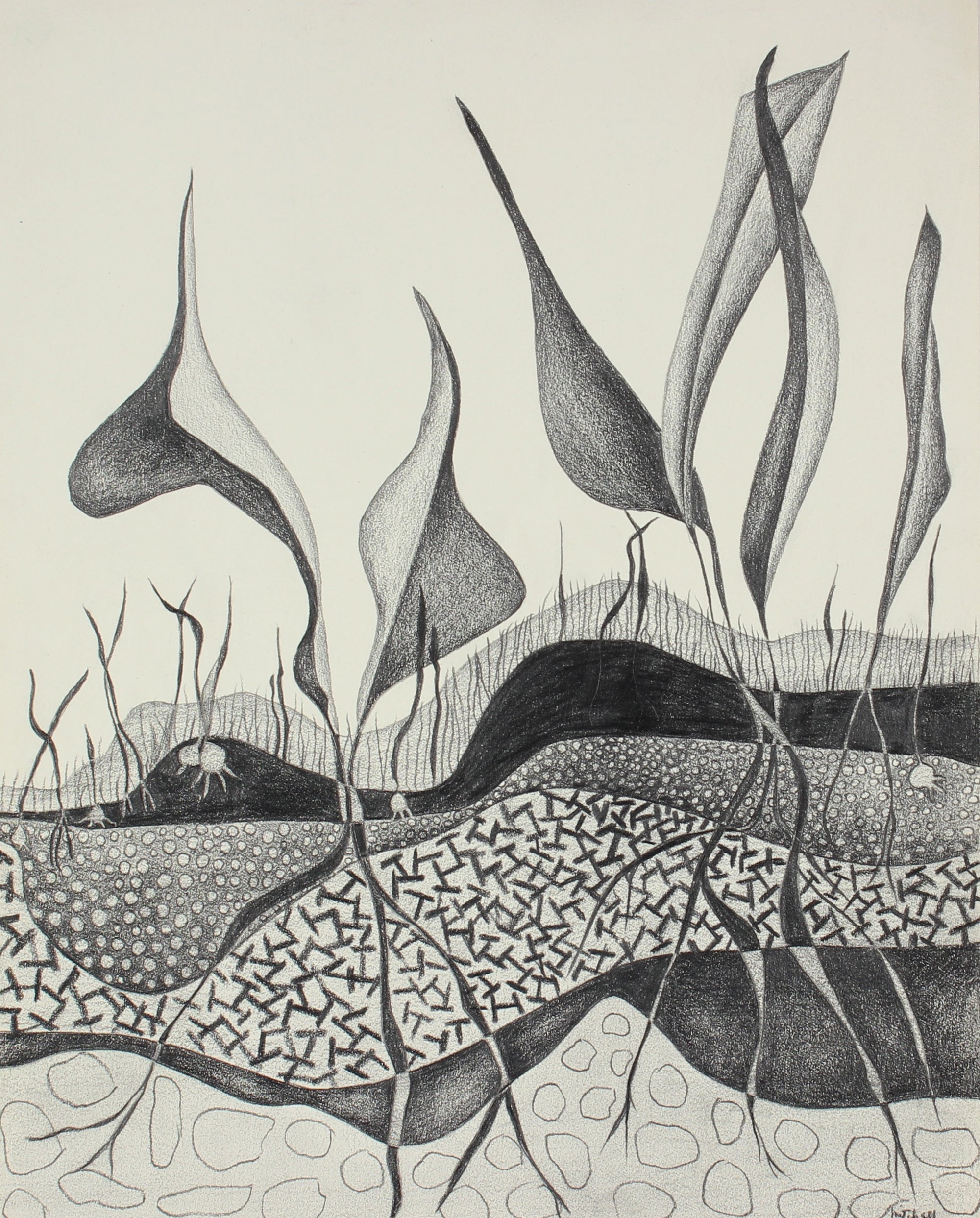 Leaves & Roots<br> 1975 Graphite Drawing<br><br>#86296