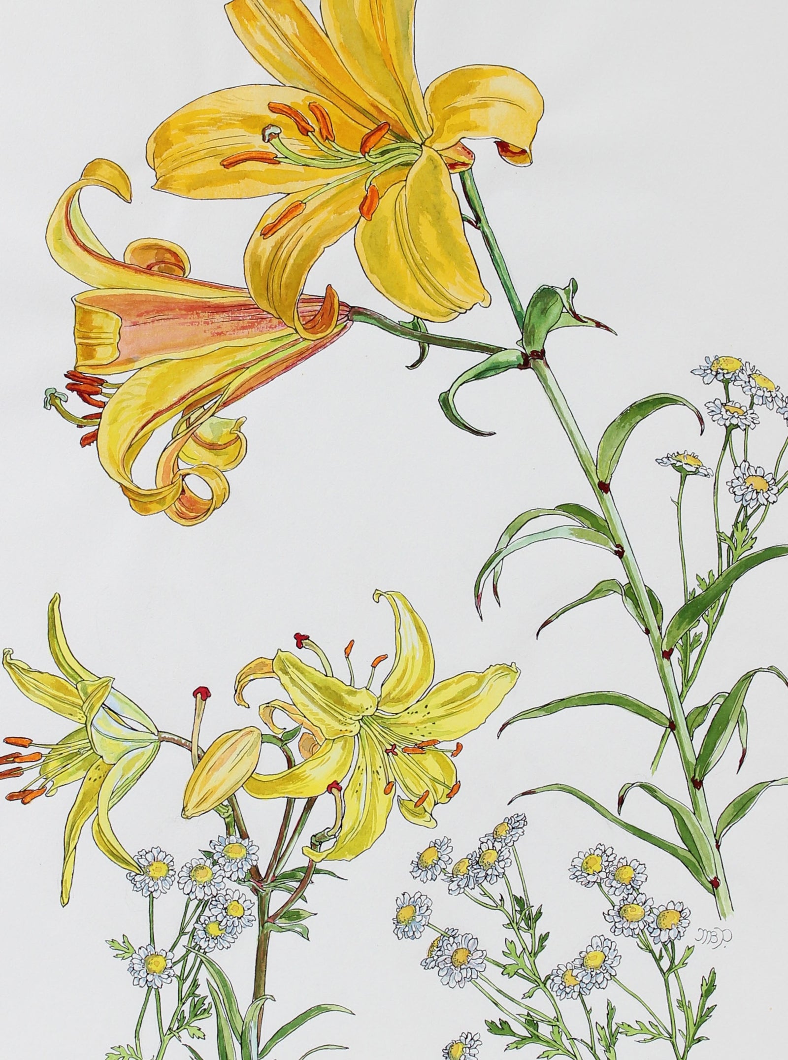 <i>Lily and Composite Study</i><br>1977 Watercolor & Ink<br><br>#93564