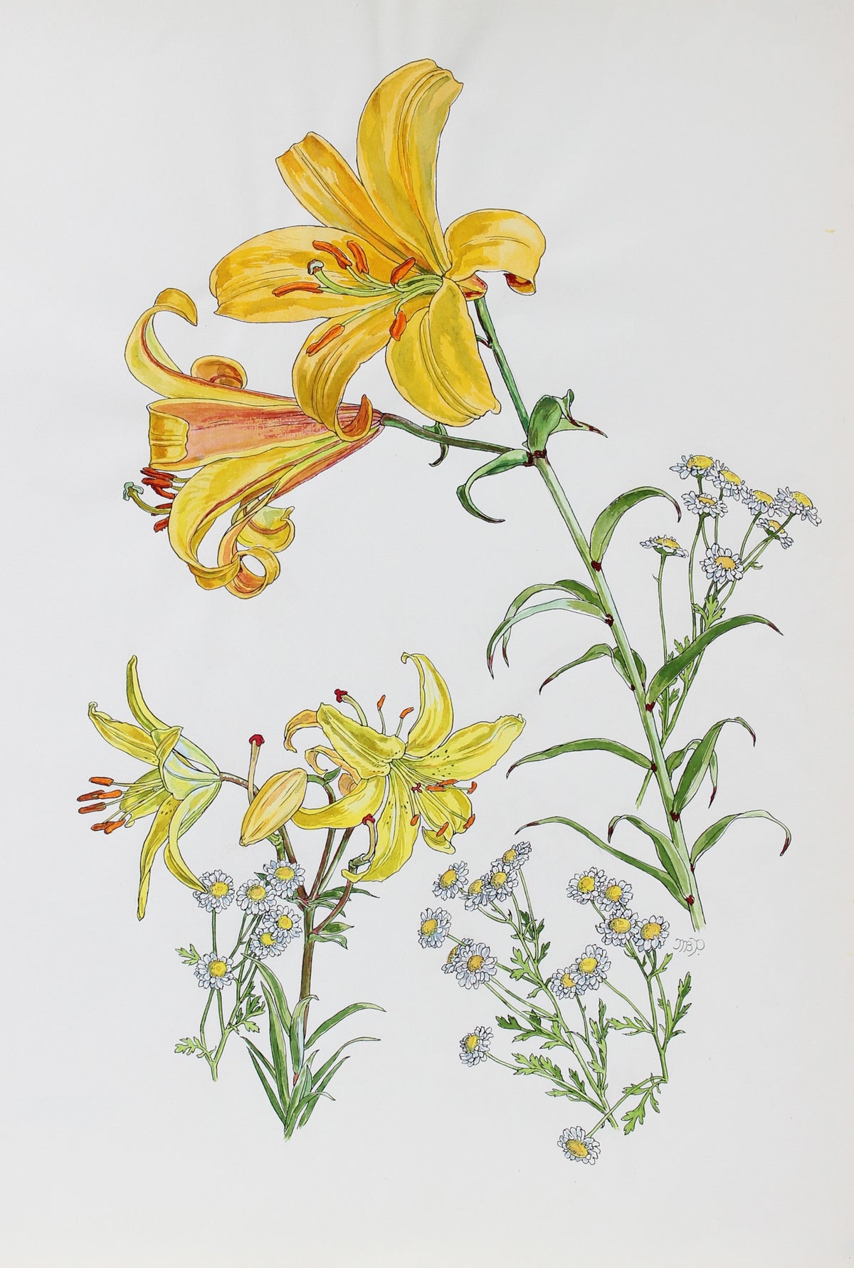 &lt;i&gt;Lily and Composite Study&lt;/i&gt;&lt;br&gt;1977 Watercolor &amp; Ink&lt;br&gt;&lt;br&gt;#93564