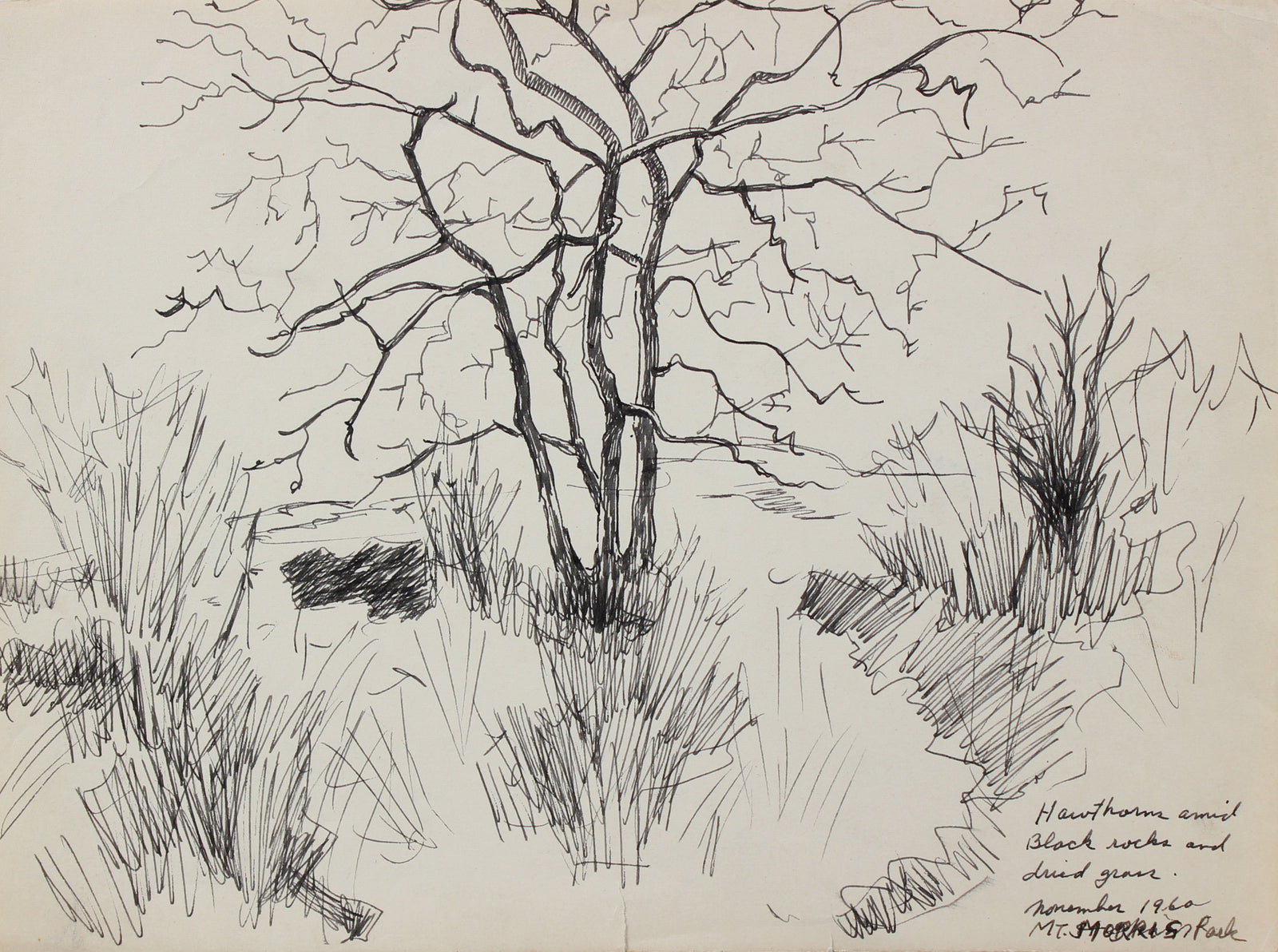 <i>Hawthorne Amid Beach Rocks and Dried Glass</i> <br>November 1960 Ink <br><br>#95052