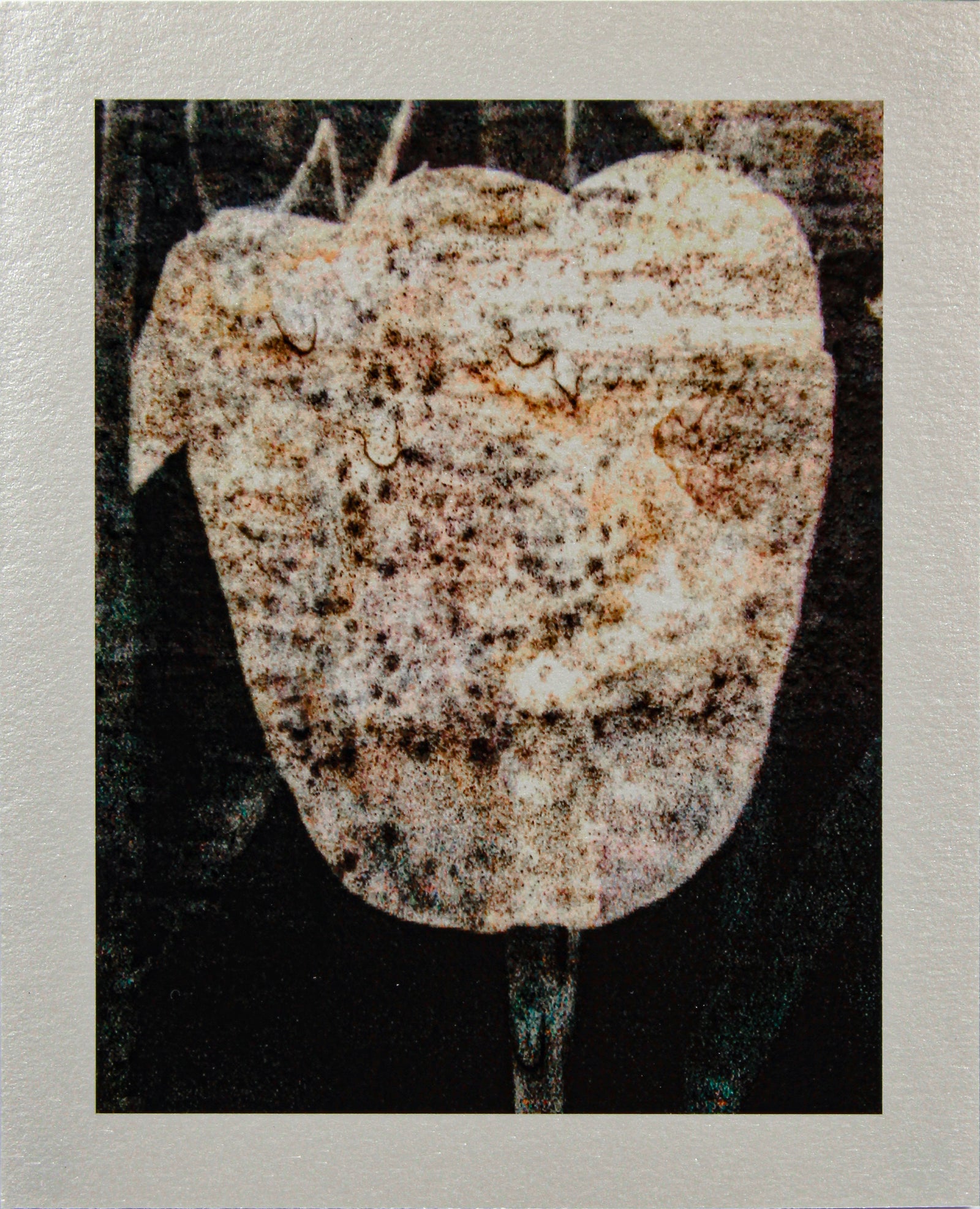 <i>Tulipe du 7 mai</i> <br>Mendocino, California <br><br>GC0435