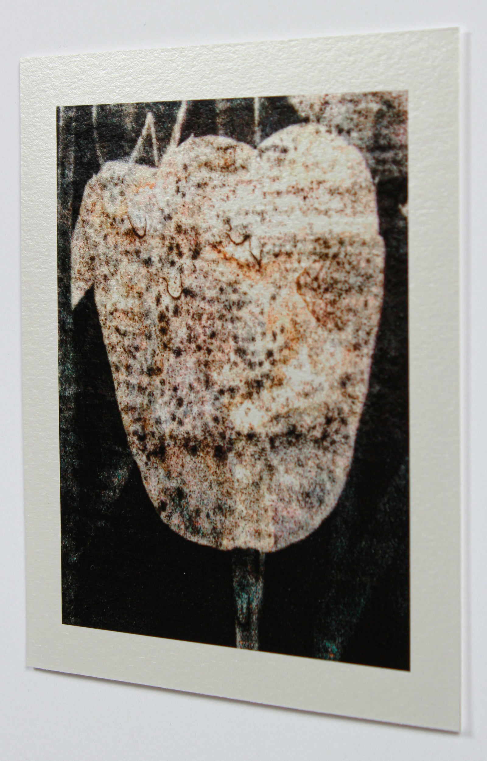 <i>Tulipe du 7 mai</i> <br>Mendocino, California <br><br>GC0435