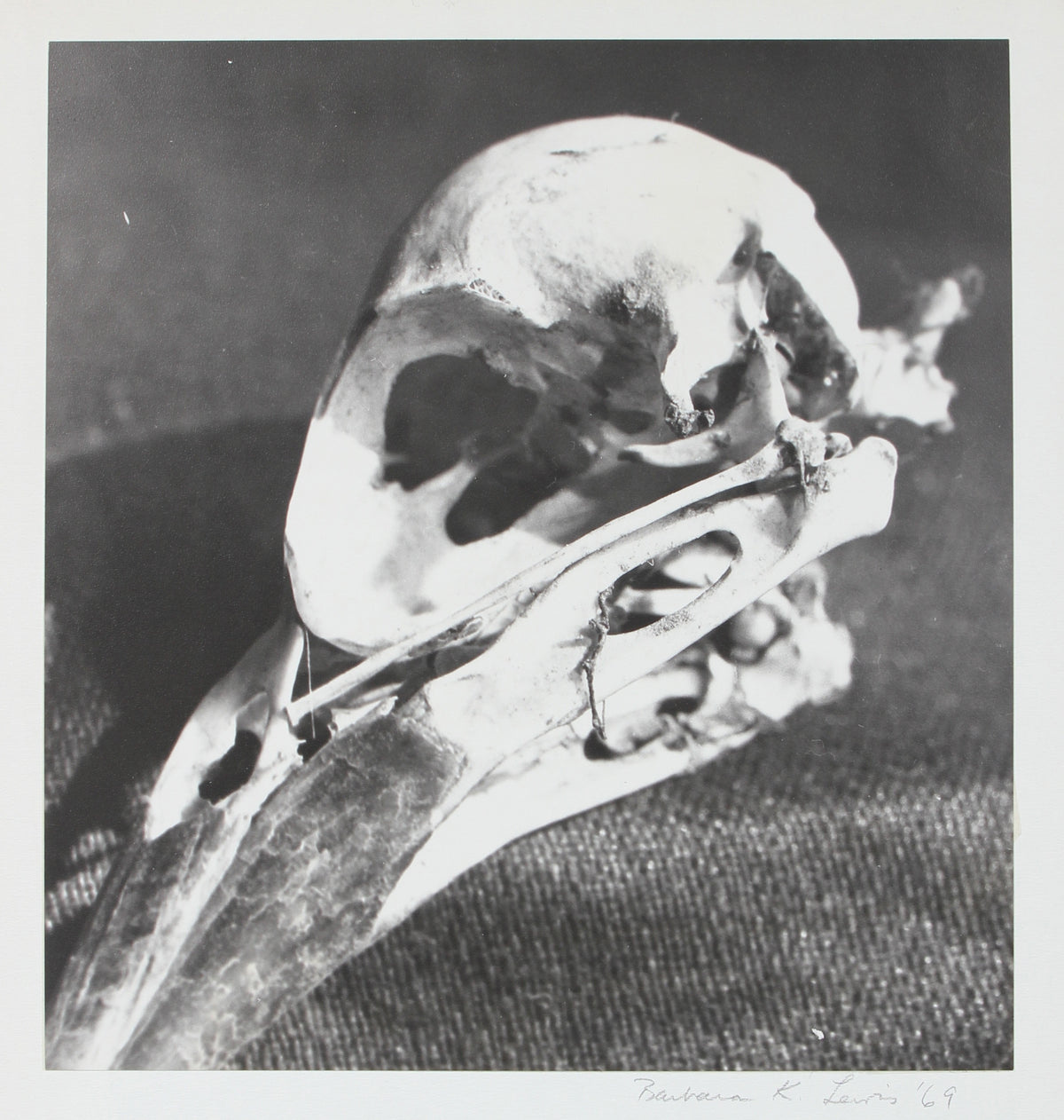 Study of a Bird Skull &lt;br&gt;1969 Photograph &lt;br&gt;&lt;br&gt;#96278