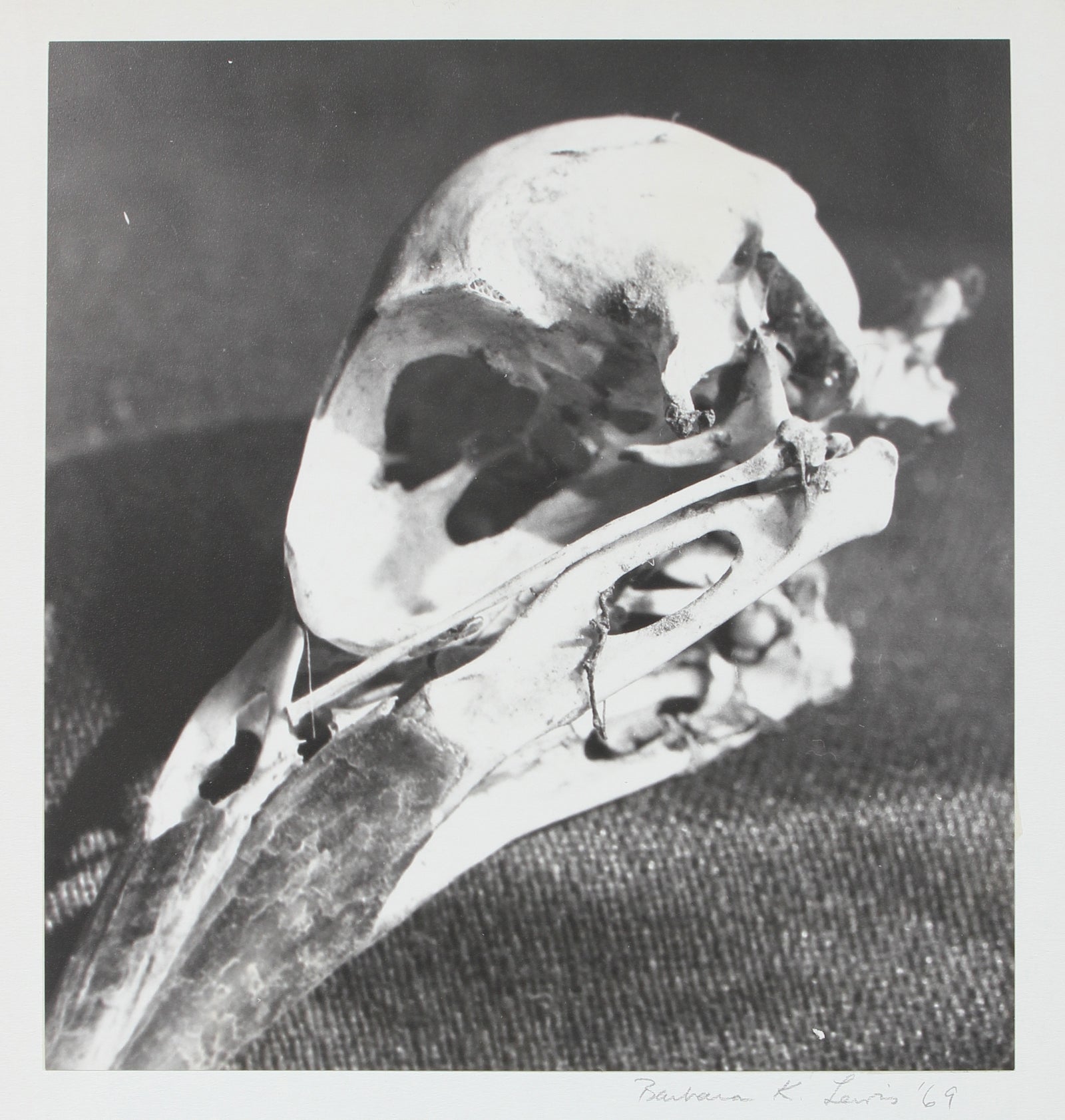 Study of a Bird Skull <br>1969 Photograph <br><br>#96278