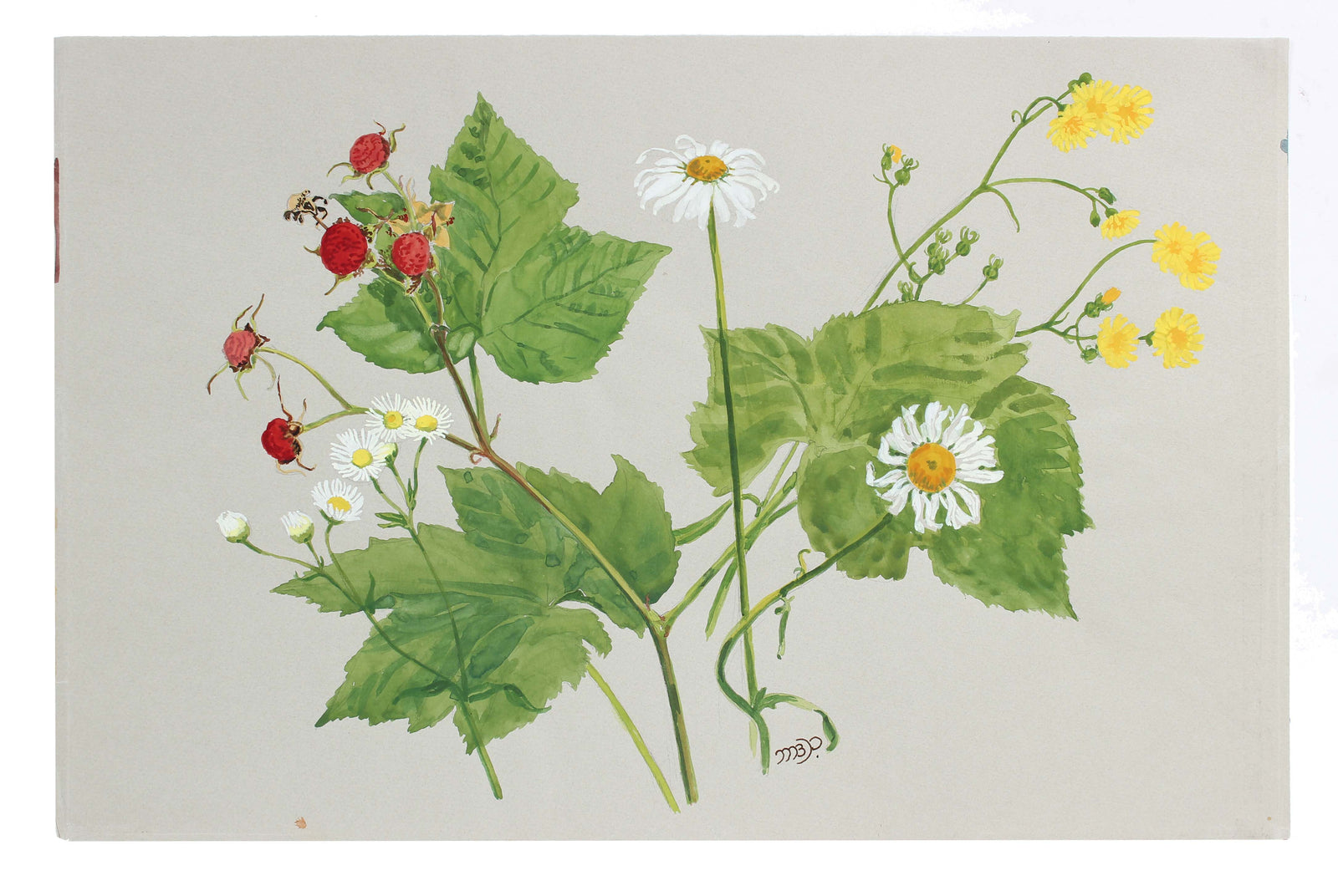 <i>Flower in Our Camp</i><br>Mid - Late 20th Century Watercolor<br><br>#A3608