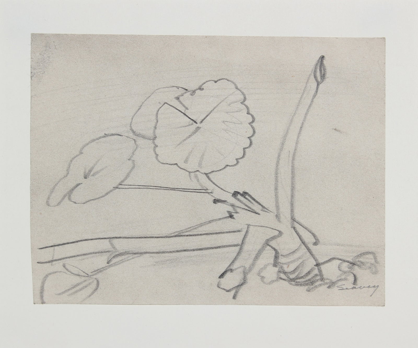 Petite Botanical Study <br>1938-1940 Graphite <br><br>#9552
