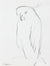 Sketch of a Parrot <br>20th Century Graphite <br><br>#A5030